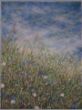 Wiese mit Kornblumen 85 x 100.JPG